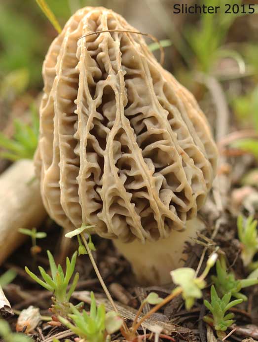 Morel: Morchella deliciosa
