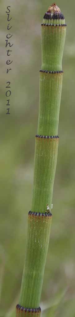 Ferriss' Horsetail, Ferriss' Scouring Rush: Equisetum xferrissii (Synonyms: Equisetum hyemale var. elatum, Equisetum hyemale var. intermedium, Equisetum hyemale x laevigatum, Equisetum intermedium)
