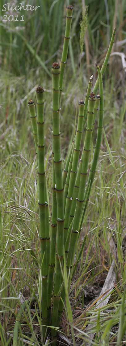 Ferriss' Horsetail, Ferriss' Scouring Rush: Equisetum xferrissii (Synonyms: Equisetum hyemale var. elatum, Equisetum hyemale var. intermedium, Equisetum hyemale x laevigatum, Equisetum intermedium)