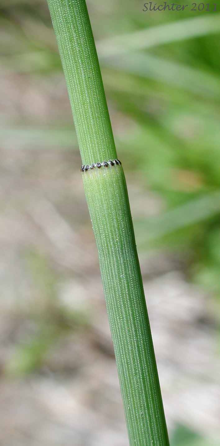 Stem joint of Ferriss' Horsetail, Ferriss' Scouring Rush: Equisetum xferrissii (Synonyms: Equisetum hyemale var. elatum, Equisetum hyemale var. intermedium, Equisetum hyemale x laevigatum, Equisetum intermedium)