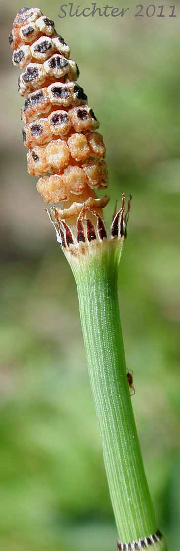 Ferriss' Horsetail, Ferriss' Scouring Rush: Equisetum xferrissii (Synonyms: Equisetum hyemale var. elatum, Equisetum hyemale var. intermedium, Equisetum hyemale x laevigatum, Equisetum intermedium)