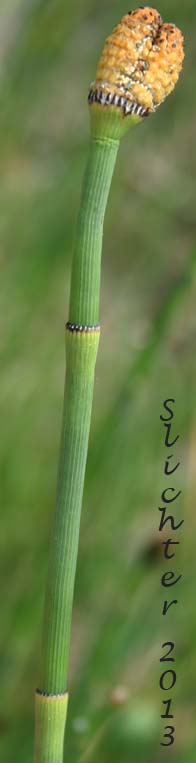 Ferriss' Horsetail, Ferriss' Scouring Rush: Equisetum xferrissii (Synonyms: Equisetum hyemale var. elatum, Equisetum hyemale var. intermedium, Equisetum hyemale x laevigatum, Equisetum intermedium)