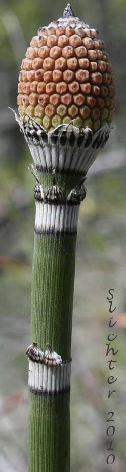 Common Scouring-rush, Common Scouring-rush, Scouring-rush Horsetail, Dutch Rush, Prairie Scouring-rush: Equisetum hyemale var. affine (Synonyms: Equisetum affine, Equisetum hyemale ssp. affine, Equisetum hyemale var. californicum, Equisetum hyemale var. pseudohyemale, Equisetum hyemale var. robustum, Equisetum praealtum, Equisetum robustum, Hippochaete hyemalis, Hippochaete hemalis ssp. affinis)