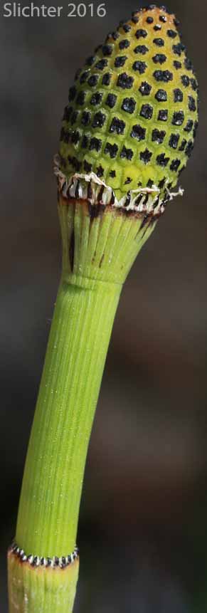 Smooth Horsetail, Smooth Scouring Rush: Equisetum laevigatum (Synonyms: Equisetum funstonii, Equisetum kansanum, Equisetum laevigatum ssp. funstonii, Hippochaete laevigata)