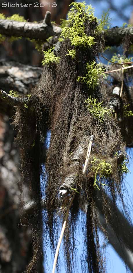 Fremont's Horsehair Lichen: Bryoria fremontii (Synonyms: Alectoria corneliae, Alectoria fremontii, Alectoria tenerrima)