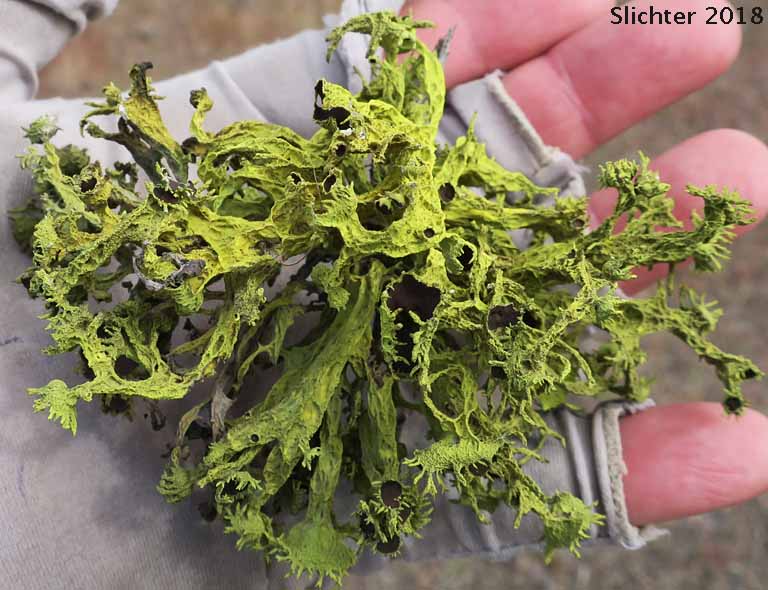 American Wolf Lichen, Brown-eyed Wolf Lichen, Wolf Lichen: Letharia columbiana (Synonym: Letharia californica) (Parmeliaceae)