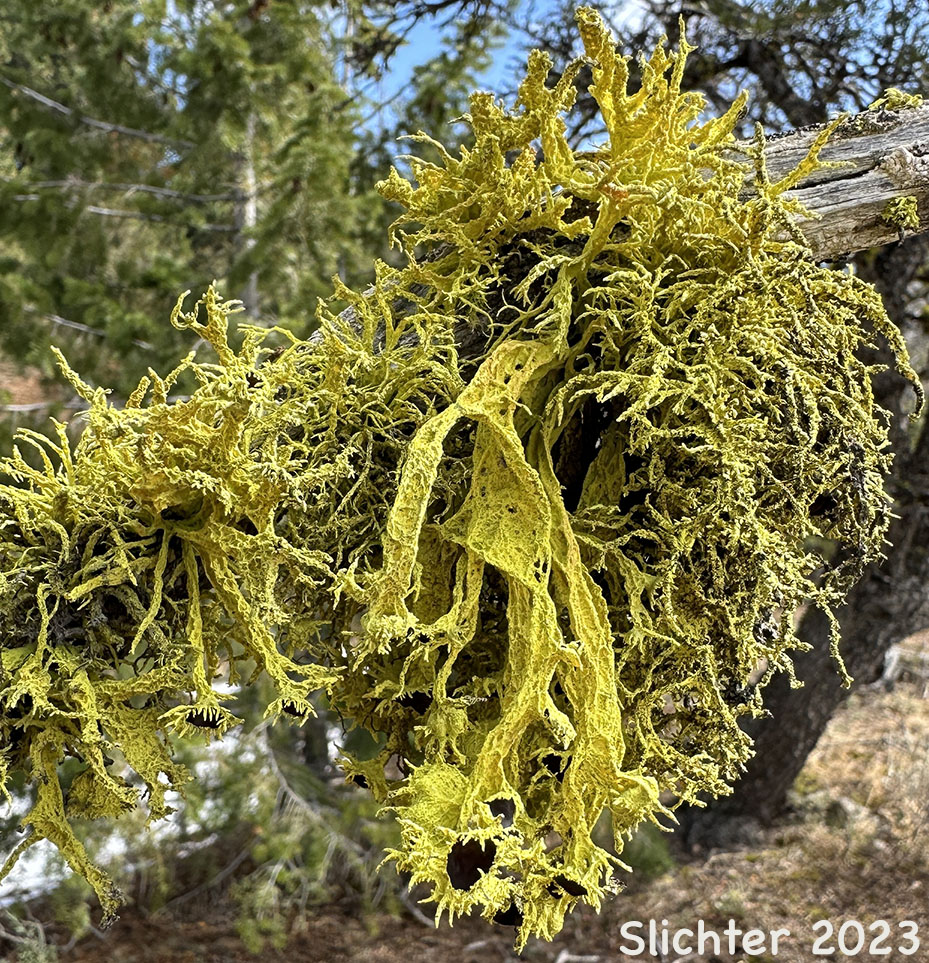 American Wolf Lichen, Brown-eyed Wolf Lichen, Wolf Lichen: Letharia columbiana (Synonym: Letharia californica) (Parmeliaceae)