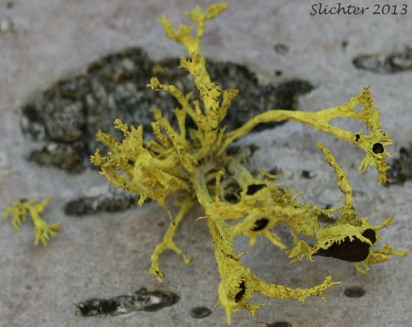 American Wolf Lichen, Brown-eyed Wolf Lichen, Wolf Lichen: Letharia columbiana (Synonym: Letharia californica) (Parmeliaceae)