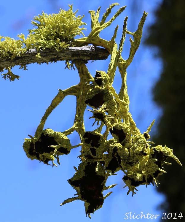 American Wolf Lichen, Brown-eyed Wolf Lichen, Wolf Lichen: Letharia columbiana (Synonym: Letharia californica) (Parmeliaceae)