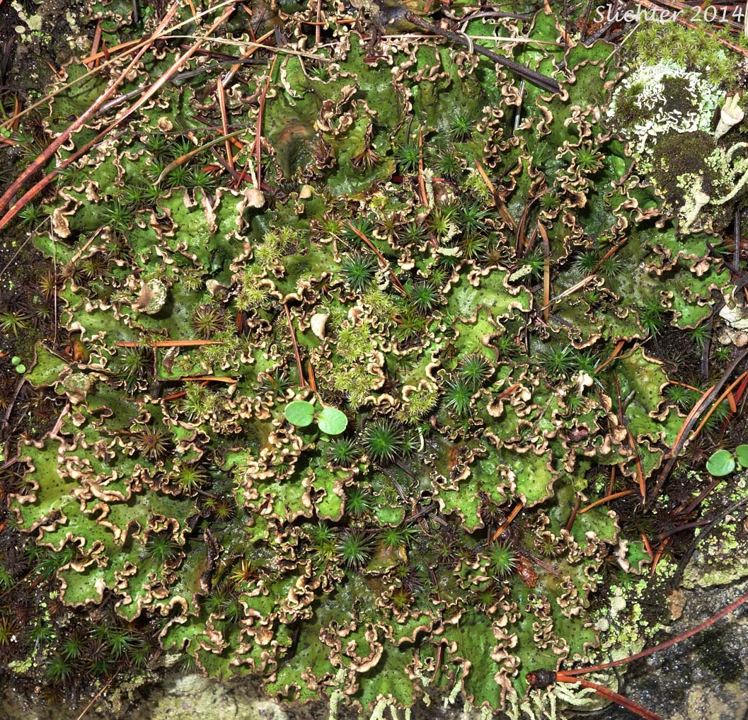 Ruffled Freckled Pelt: Peltigera leucophlebia (Synonyms: Chloropeltigera variolosa, Chloropeltigera variolosa var. leucophlebia, Peltidea aphthosa, Peltidea aphthosa var. leucophlebia, Peltidea leucophlebia, Peltidea variolosa, Peltigera aphthosa, Peltigera aphthosa f. variolosa, Peltigera aphthosa var. variolosa, Peltigera variolosa, Peltigera variolosa var. leucophlebia)