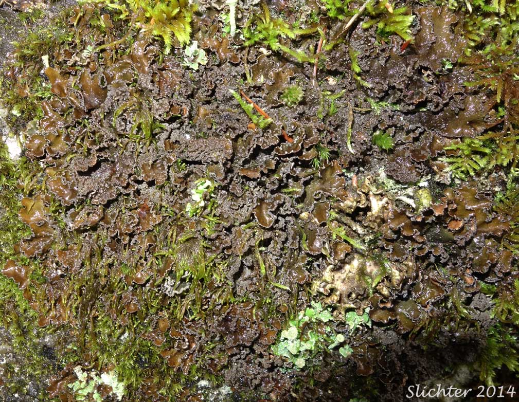 Felt Lichen: Peltigera praetextata (Synonyms: Peltigera canina ssp. praetextata, Peltigera canina var. praetextata, Peltigera rufescens f. innovans, Peltigera rufescens f. praetextata, Peltigera rufescens var. lepidophora, Peltigera rufescens var. praetextata, Peltigera subcanina)