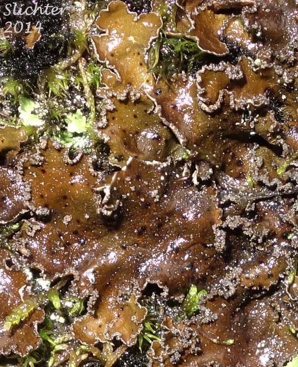 Felt Lichen: Peltigera praetextata (Synonyms: Peltigera canina ssp. praetextata, Peltigera canina var. praetextata, Peltigera rufescens f. innovans, Peltigera rufescens f. praetextata, Peltigera rufescens var. lepidophora, Peltigera rufescens var. praetextata, Peltigera subcanina)
