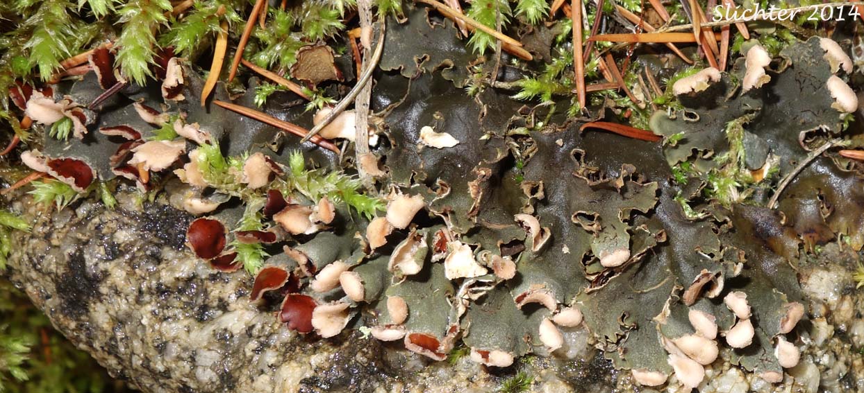 Field Dog Lichen, Field Pelt: Peltigera rufescens (Synonyms: Lichen rufescens, Peltidea polydactyla var. microcarpa, Peltidea rufescens, Peltigera canina var. rufescens, Peltigera polydactyla, Peltigera polydactyla f. collina, Peltigera polydactyla f. microcarpa, Peltigera polydactylon var. crassoides, Peltigera rufescens f. incusa)