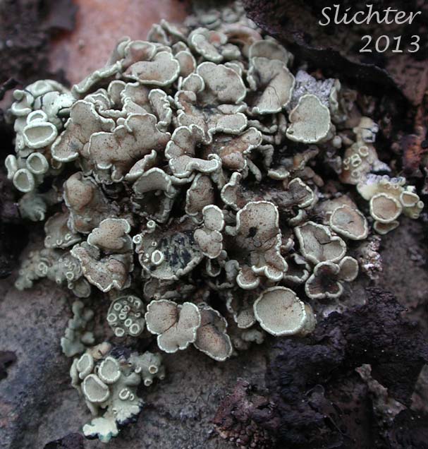 Rimmed Navel Lichen: Rhizoplaca melanophthalma (Synonyms: Lecanora melanophthalma, Lecidea brandegeei, Lecidea brandegei) - (Lecanoraceae)