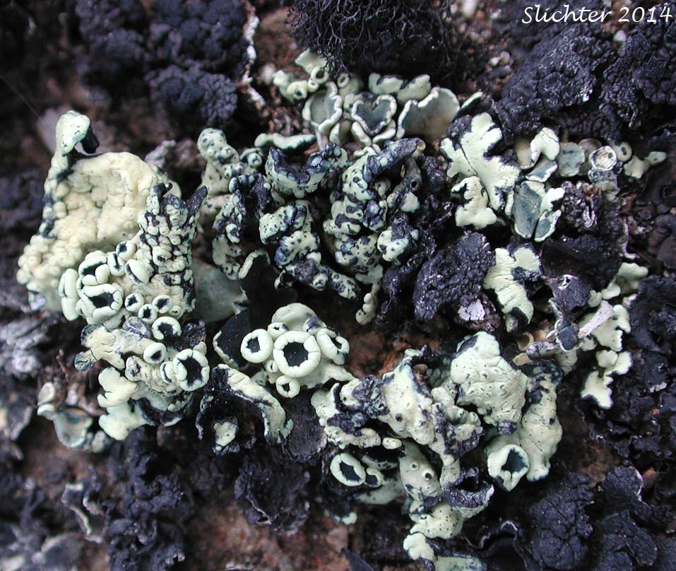 Rimmed Navel Lichen: Rhizoplaca melanophthalma (Synonyms: Lecanora melanophthalma, Lecidea brandegeei, Lecidea brandegei) - (Lecanoraceae)