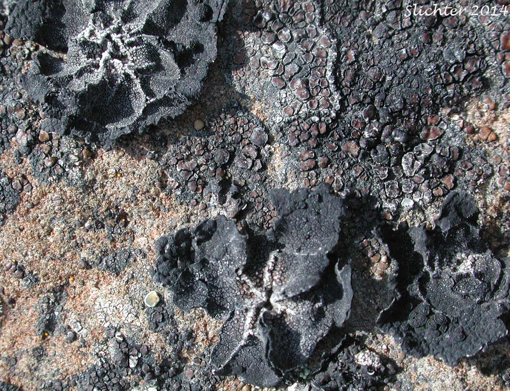 Krascheninnikov's Navel Lichen, Salty Rock Tripe: Umbilicaria krascheninnikovii