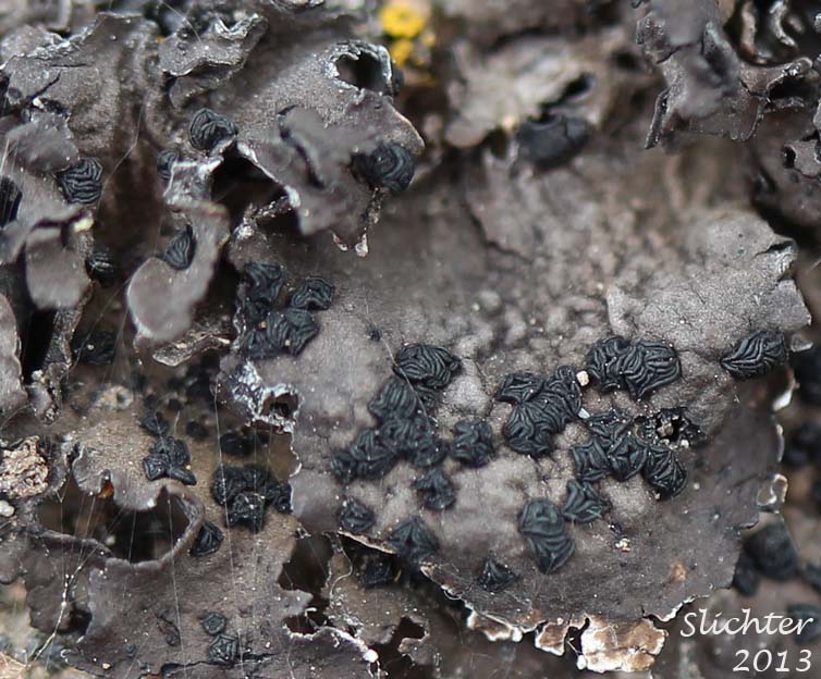 Navel Lichen: Umbilicaria phaea (Synonym: Gyrophora phaea) (Umbilicariaceae)