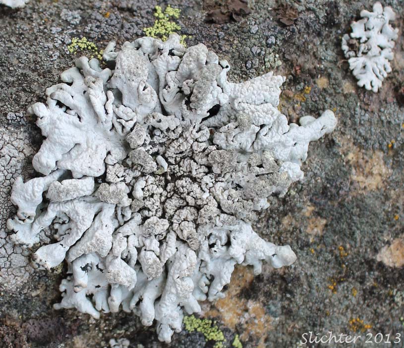Unidentified Lichen of eastern Washington #10