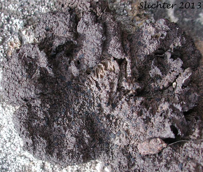Unidentified Lichen of eastern Washington #11