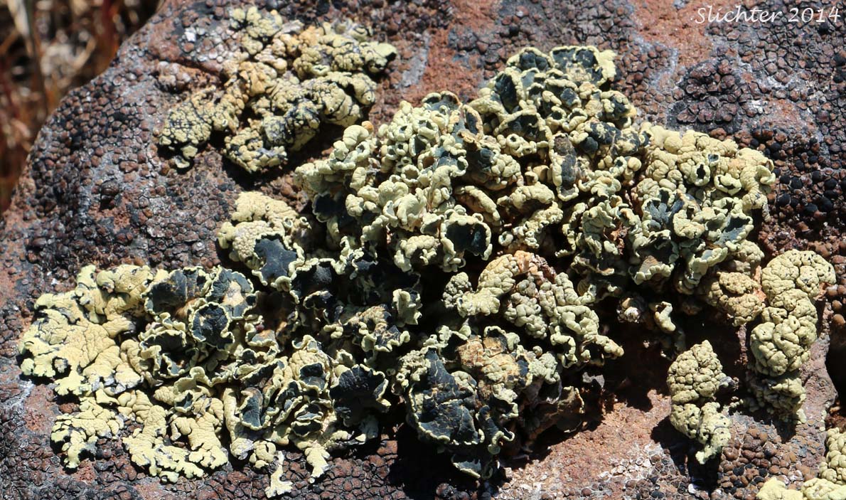 Unidentified Lichens of central Oregon #15