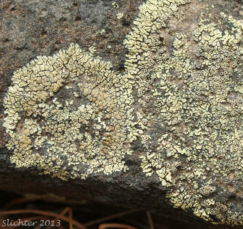 Unidentified Lichen of Central Washington #3