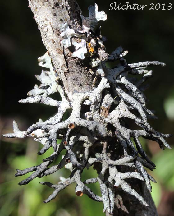 Unidentified Lichen of eastern Washington #7