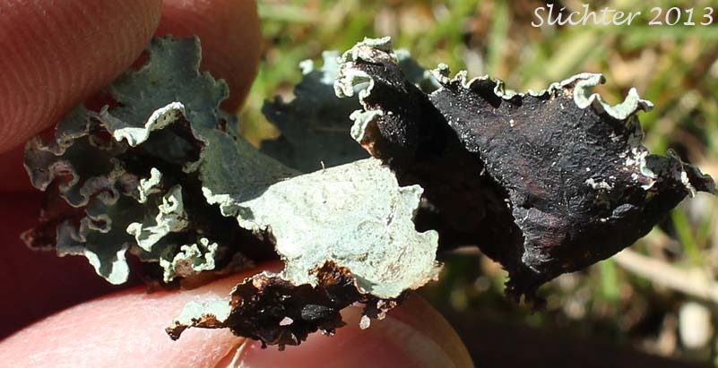 Unidentified Lichen of eastern Washington #9