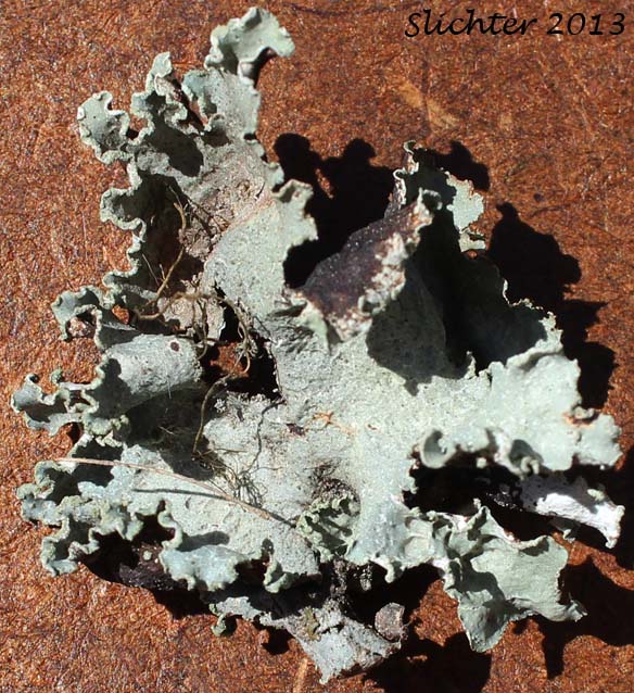 Unidentified Lichen of eastern Washington #9
