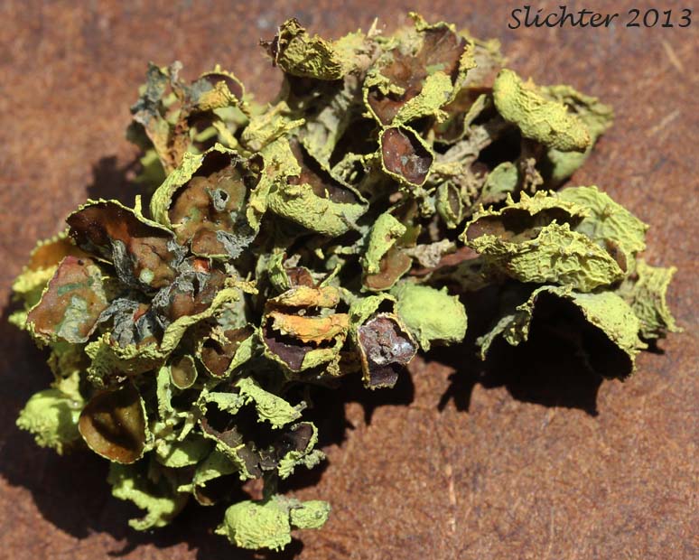Brown-eyed Sunshine Lichen: Vulpicida canadensis (Synonyms: Cetraria candensis, Cetraria juniperina, Tuckermannopsis canadensis, Tuckermannopsis juniperina) (Parmeliaceae)
