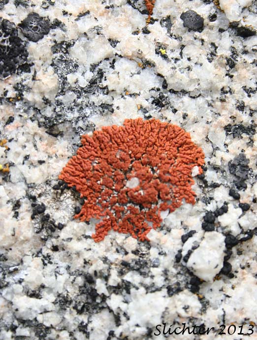 Elegant Orange Wall Lichen, Elegant Sunburst Lichen: Xanthoria elegans