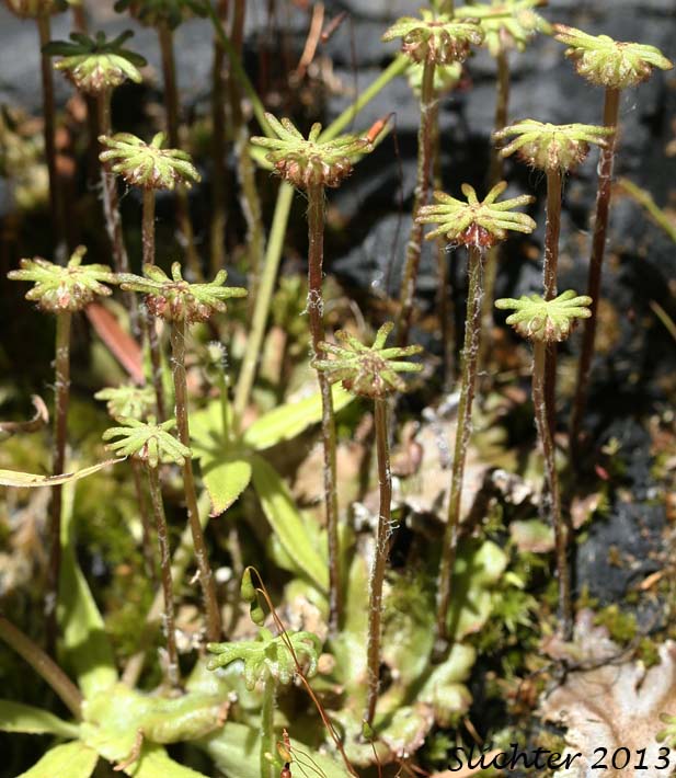 Common Liverwort, Umbrella Liverwort: Marchantia polymorpha