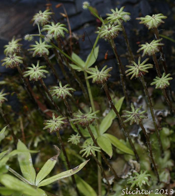 Common Liverwort, Umbrella Liverwort: Marchantia polymorpha
