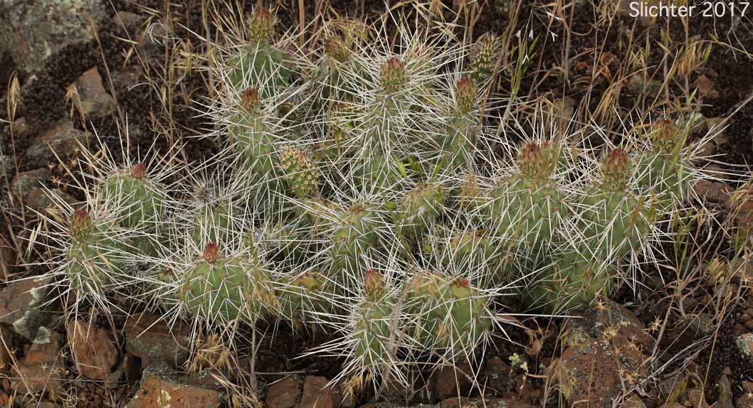Columbia Pricklypear, Columbia Prickly Pear, Hairspine Pricklypear, Many-spined pricklypear, Prickly Pear Cactus, Starvation Cactus: Opuntia x columbiana (Synonyms: Opuntia erinacea var. columbiana, Opuntia erinacea var. paucispina, Opuntia erinacea var. ursina, Opuntia erinacea var. utahensis, Opuntia erinacea var. xanthostemma, Opuntia fragilis x polyacantha, Opuntia heacockiae, Opuntia juniperina, Opuntia missouriensis var. trichophora, Opuntia polyacantha, Opuntia polyacantha var. juniperina, Opuntia polyacantha var. polyacantha, Opuntia polyacantha var. rufispina, Opuntia polyacantha var. rufispina, Opuntia polyacantha var. trichophora, Opuntia rhodantha, Opuntia rhodantha var. spinosior, Opuntia rubrifolia, Opuntia rutila, Opuntia schweriniana, Opuntia sphaerocarpa var. utahensis, Opuntia trichophora)