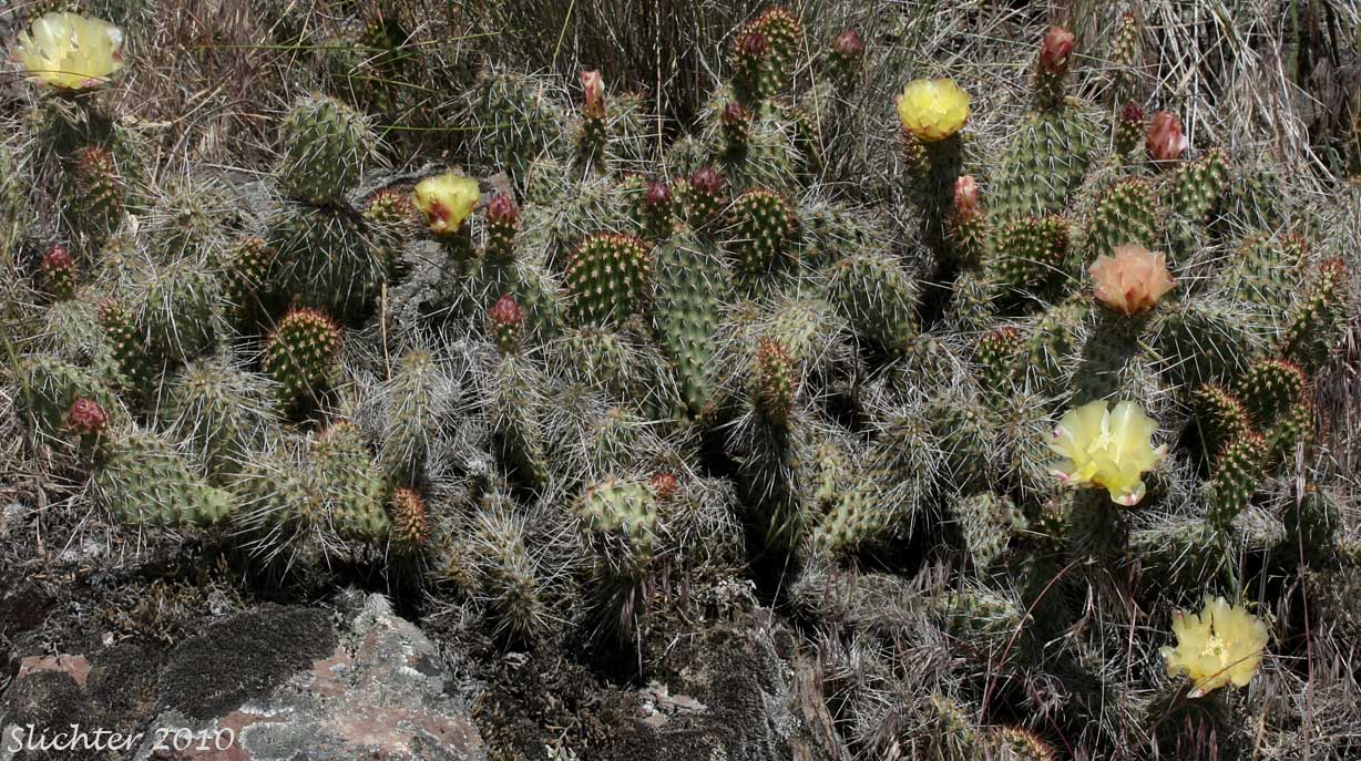 Columbia Pricklypear, Columbia Prickly Pear, Hairspine Pricklypear, Many-spined pricklypear, Prickly Pear Cactus, Starvation Cactus: Opuntia x columbiana (Synonyms: Opuntia erinacea var. columbiana, Opuntia erinacea var. paucispina, Opuntia erinacea var. ursina, Opuntia erinacea var. utahensis, Opuntia erinacea var. xanthostemma, Opuntia fragilis x polyacantha, Opuntia heacockiae, Opuntia juniperina, Opuntia missouriensis var. trichophora, Opuntia polyacantha, Opuntia polyacantha var. juniperina, Opuntia polyacantha var. polyacantha, Opuntia polyacantha var. rufispina, Opuntia polyacantha var. rufispina, Opuntia polyacantha var. trichophora, Opuntia rhodantha, Opuntia rhodantha var. spinosior, Opuntia rubrifolia, Opuntia rutila, Opuntia schweriniana, Opuntia sphaerocarpa var. utahensis, Opuntia trichophora)