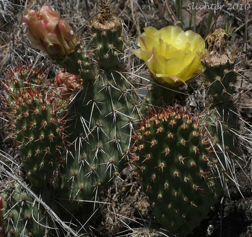 Columbia Pricklypear, Columbia Prickly Pear, Hairspine Pricklypear, Many-spined pricklypear, Prickly Pear Cactus, Starvation Cactus: Opuntia x columbiana (Synonyms: Opuntia erinacea var. columbiana, Opuntia erinacea var. paucispina, Opuntia erinacea var. ursina, Opuntia erinacea var. utahensis, Opuntia erinacea var. xanthostemma, Opuntia fragilis x polyacantha, Opuntia heacockiae, Opuntia juniperina, Opuntia missouriensis var. trichophora, Opuntia polyacantha, Opuntia polyacantha var. juniperina, Opuntia polyacantha var. polyacantha, Opuntia polyacantha var. rufispina, Opuntia polyacantha var. rufispina, Opuntia polyacantha var. trichophora, Opuntia rhodantha, Opuntia rhodantha var. spinosior, Opuntia rubrifolia, Opuntia rutila, Opuntia schweriniana, Opuntia sphaerocarpa var. utahensis, Opuntia trichophora)
