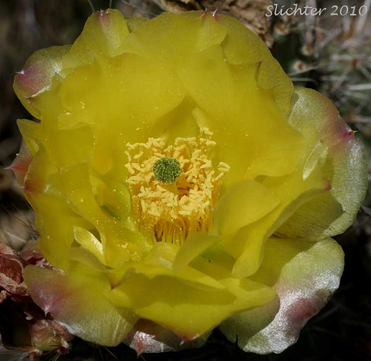 Flower of Columbia Pricklypear, Columbia Prickly Pear, Hairspine Pricklypear, Many-spined pricklypear, Prickly Pear Cactus, Starvation Cactus: Opuntia x columbiana (Synonyms: Opuntia erinacea var. columbiana, Opuntia erinacea var. paucispina, Opuntia erinacea var. ursina, Opuntia erinacea var. utahensis, Opuntia erinacea var. xanthostemma, Opuntia fragilis x polyacantha, Opuntia heacockiae, Opuntia juniperina, Opuntia missouriensis var. trichophora, Opuntia polyacantha, Opuntia polyacantha var. juniperina, Opuntia polyacantha var. polyacantha, Opuntia polyacantha var. rufispina, Opuntia polyacantha var. rufispina, Opuntia polyacantha var. trichophora, Opuntia rhodantha, Opuntia rhodantha var. spinosior, Opuntia rubrifolia, Opuntia rutila, Opuntia schweriniana, Opuntia sphaerocarpa var. utahensis, Opuntia trichophora)