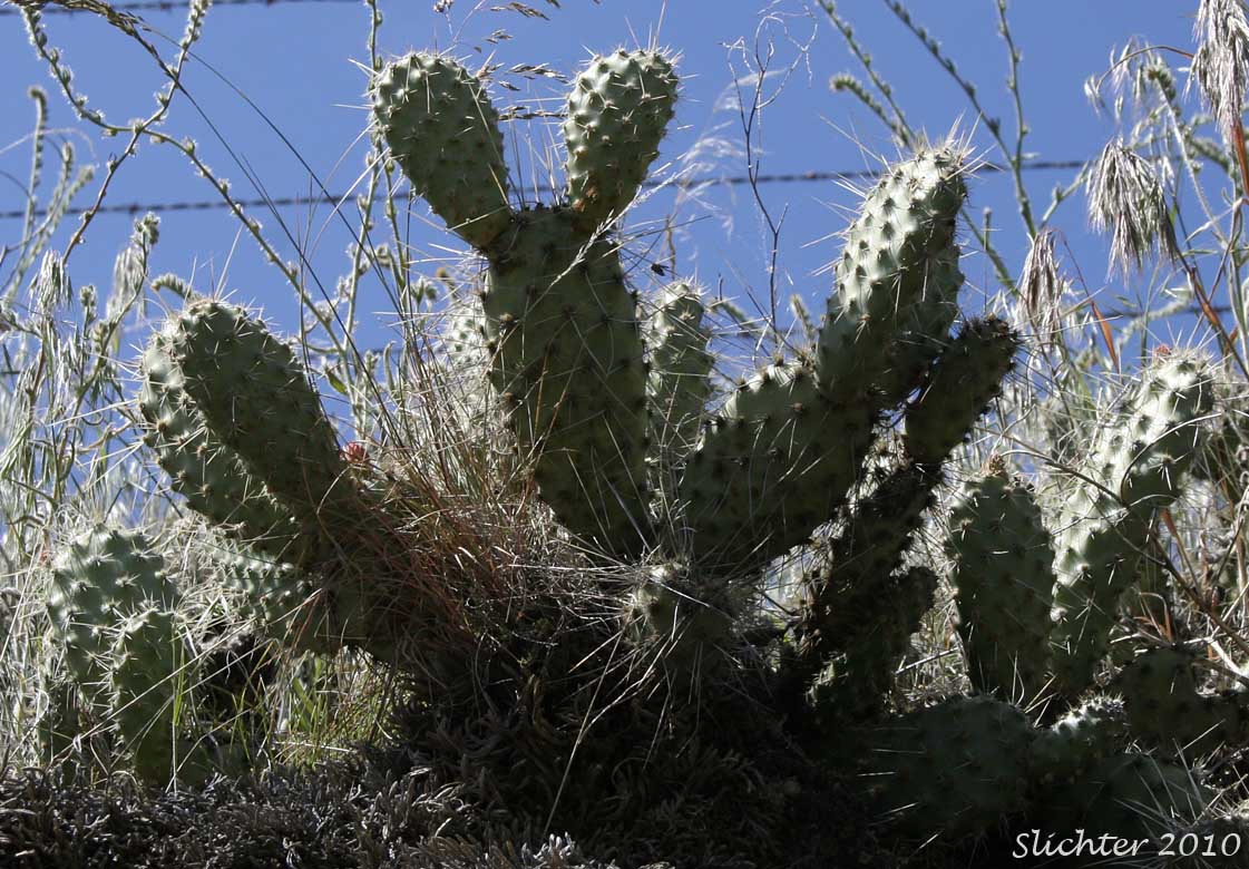 Columbia Pricklypear, Columbia Prickly Pear, Hairspine Pricklypear, Many-spined pricklypear, Prickly Pear Cactus, Starvation Cactus: Opuntia x columbiana (Synonyms: Opuntia erinacea var. columbiana, Opuntia erinacea var. paucispina, Opuntia erinacea var. ursina, Opuntia erinacea var. utahensis, Opuntia erinacea var. xanthostemma, Opuntia fragilis x polyacantha, Opuntia heacockiae, Opuntia juniperina, Opuntia missouriensis var. trichophora, Opuntia polyacantha, Opuntia polyacantha var. juniperina, Opuntia polyacantha var. polyacantha, Opuntia polyacantha var. rufispina, Opuntia polyacantha var. rufispina, Opuntia polyacantha var. trichophora, Opuntia rhodantha, Opuntia rhodantha var. spinosior, Opuntia rubrifolia, Opuntia rutila, Opuntia schweriniana, Opuntia sphaerocarpa var. utahensis, Opuntia trichophora)