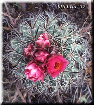 Hedgehog Cactus, Mountain Ball Cactus, Snowball Cactus: Pediocactus nigrispinus (Synonyms: Coryphantha vivipara, Coryphantha vivipara var. vivipara, Echinocactus simpsonii var. robustior, Pediocactus nigrispinus ssp. beastonii, Pediocactus nigrispinus ssp. nigrispinus, Pediocactus nigrispinus ssp. pueblensis, Pediocactus nigrispinus var. beastonii, Pediocactus simpsonii, Pediocactus simpsonii var. nigrispinus, Pediocactus simpsonii var. robustior)