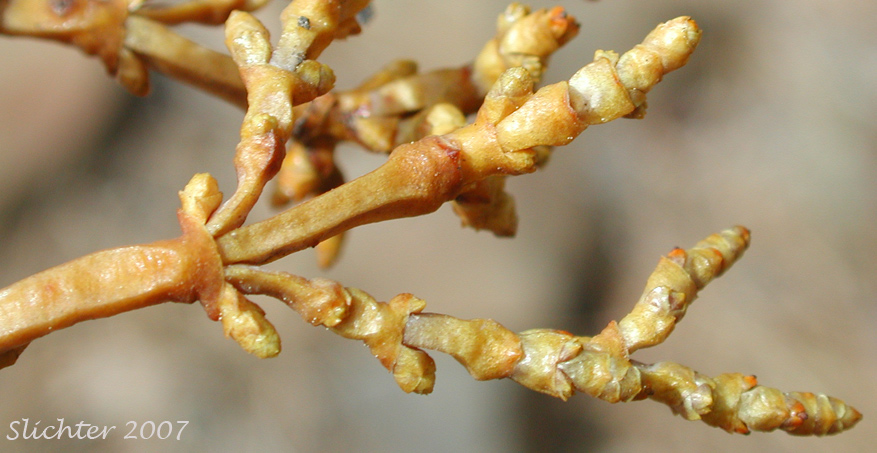 Western Dwarf Mistletoe, Yellow Leafless Mistletoe: Arceuthobium campylopodum (Synonyms: Arceuthobium campylopodum f. campylopodum, Arceuthobium campylopodum var. campylopodum, Arceuthobium campylopodum f. microcarpum)