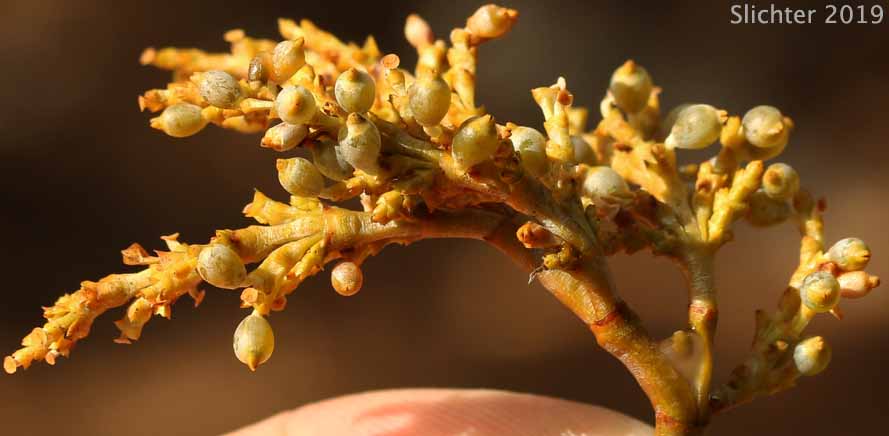 Western Dwarf Mistletoe, Yellow Leafless Mistletoe: Arceuthobium campylopodum (Synonyms: Arceuthobium campylopodum f. campylopodum, Arceuthobium campylopodum var. campylopodum, Arceuthobium campylopodum f. microcarpum)