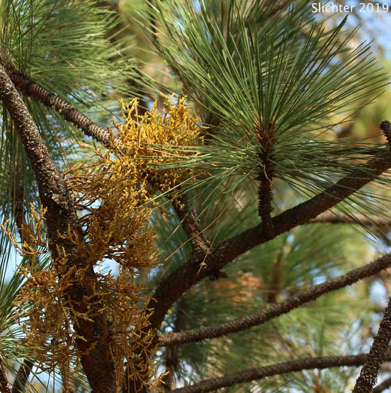 Western Dwarf Mistletoe, Yellow Leafless Mistletoe: Arceuthobium campylopodum (Synonyms: Arceuthobium campylopodum f. campylopodum, Arceuthobium campylopodum var. campylopodum, Arceuthobium campylopodum f. microcarpum)