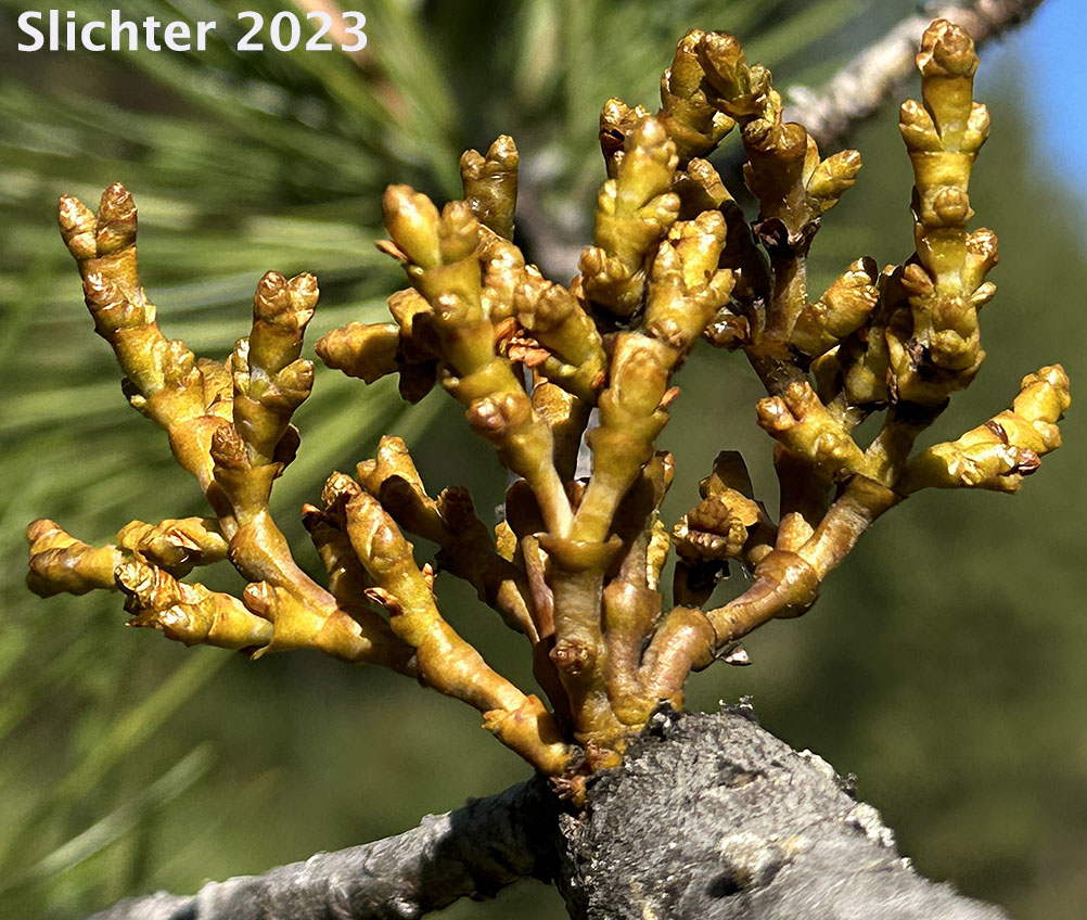 Western Dwarf Mistletoe, Yellow Leafless Mistletoe: Arceuthobium campylopodum (Synonyms: Arceuthobium campylopodum f. campylopodum, Arceuthobium campylopodum var. campylopodum, Arceuthobium campylopodum f. microcarpum)