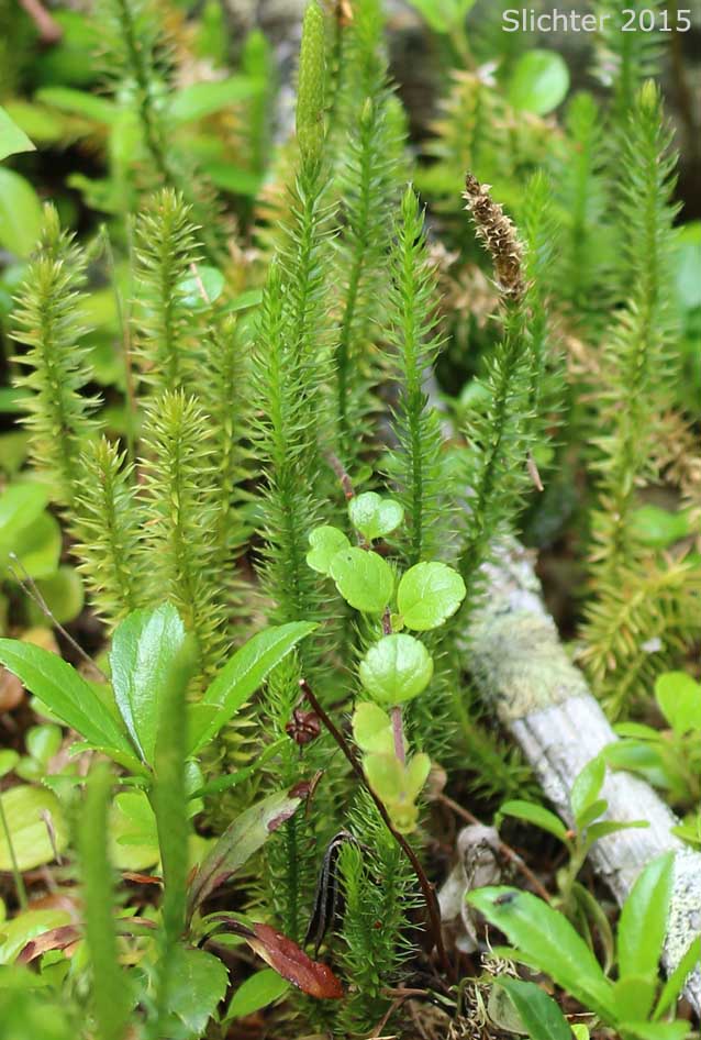 Stiff Clubmoss, Interrupted Clubmoss: Lycopodium annotinum (Synonym: Lycopodium annotinum var. pungens)