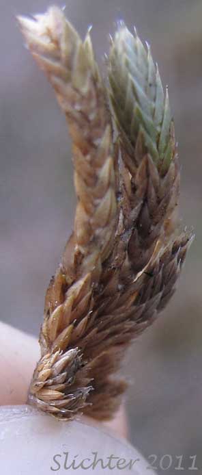 Cliff Spikemoss, Rocky Mountain Spikemoss: Selaginella scopulorum (Synonyms: Selaginella densa, Selaginella densa var. scopulorum, Selaginella engelmannii var. scopulorum)