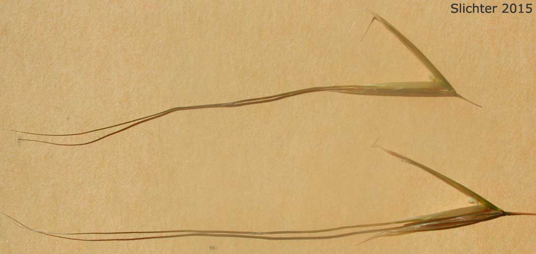 Giant Feather Grass: Celtica gigantea (Synonym: Stipa gigantea)