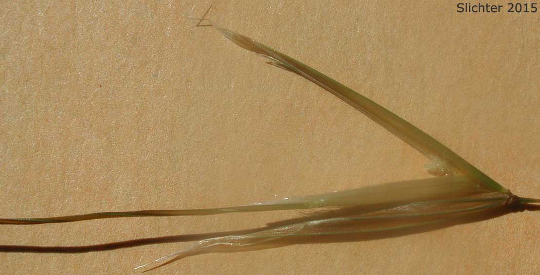 Giant Feather Grass: Celtica gigantea (Synonym: Stipa gigantea)
