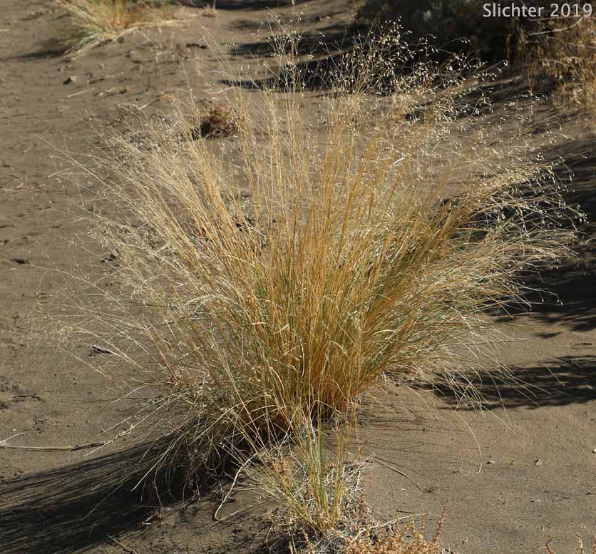 Indian Ricegrass: Eriocoma hymenoides (Synonyms: Achnatherum hymenoides, Oryzopsis cuspidata, Oryzopsis hymenoides, Stipa hymenoides)