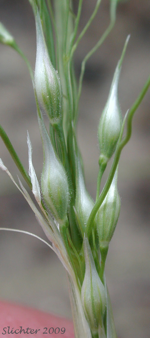 Indian Ricegrass: Eriocoma hymenoides (Synonyms: Achnatherum hymenoides, Oryzopsis cuspidata, Oryzopsis hymenoides, Stipa hymenoides)