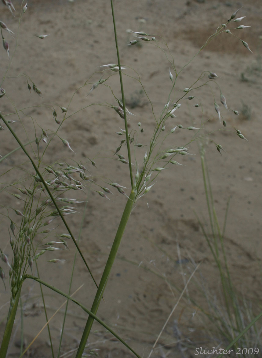 Indian Ricegrass: Eriocoma hymenoides (Synonyms: Achnatherum hymenoides, Oryzopsis cuspidata, Oryzopsis hymenoides, Stipa hymenoides)