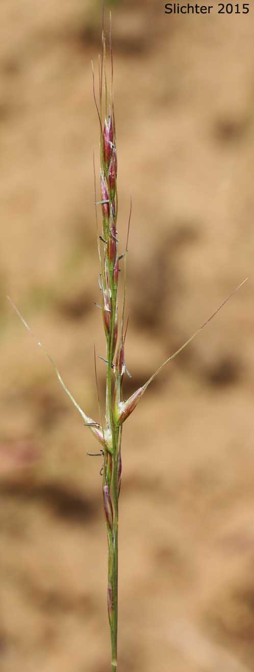 Inflorescence of Lemmon's Needlegrass: Eriocoma lemmonii ssp. lemmonii (Synonyms: Achnatherum lemmonii ssp. lemmonii, Achnatherum lemmoni var. lemmonii, Stipa coumbiana, Stipa columbiana var. columbiana, Stipa lemmonii var. jonesii, Stipa lemmonii var. lemmonii)